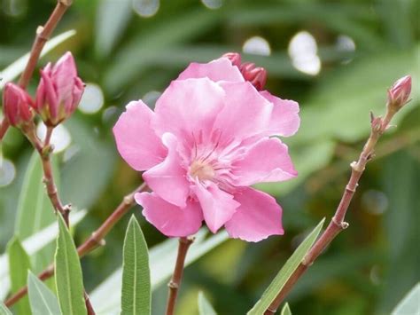 夾竹桃毒性|夾竹桃（キョウチクトウ）の毒性とは？猛毒の花の特。